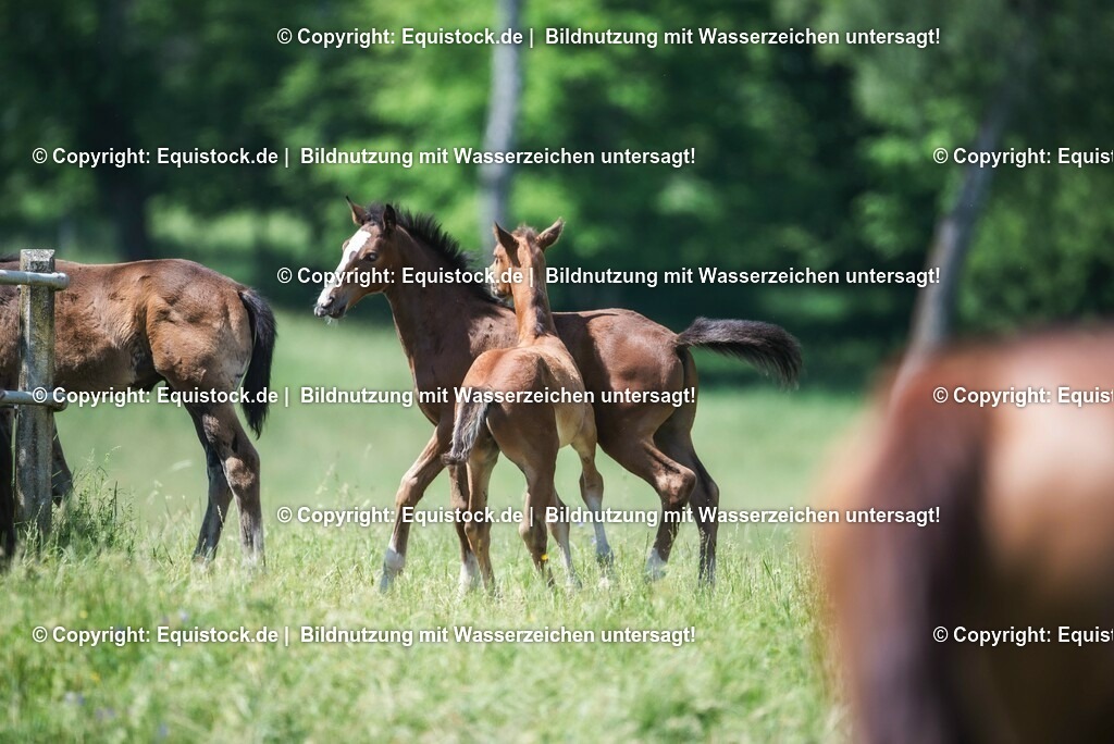 20210617_Fohlen_0406 | Foto: Thomas Hartig