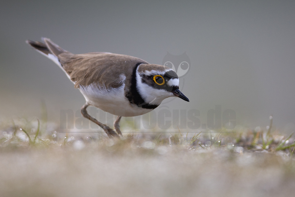 20220428063928-2 | Der Bildershop von www.natur-focus.de bietet ihnen den einfachen Kauf von Bildmaterial per Download aus allen Bereichen der Natur. In den Galerien finden sie Landschaftsfotos, Tierbilder und natürlich auf Pflanzenfotos. - Realisiert mit Pictrs.com