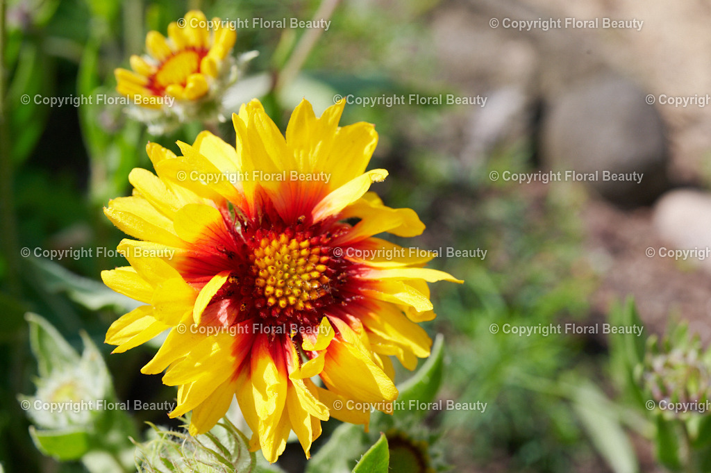 Arnica | Nahaufnahme der Kräuterpflanze Arnika. Intensive Blütenfarben in gelb und rot.  - Realisiert mit Pictrs.com