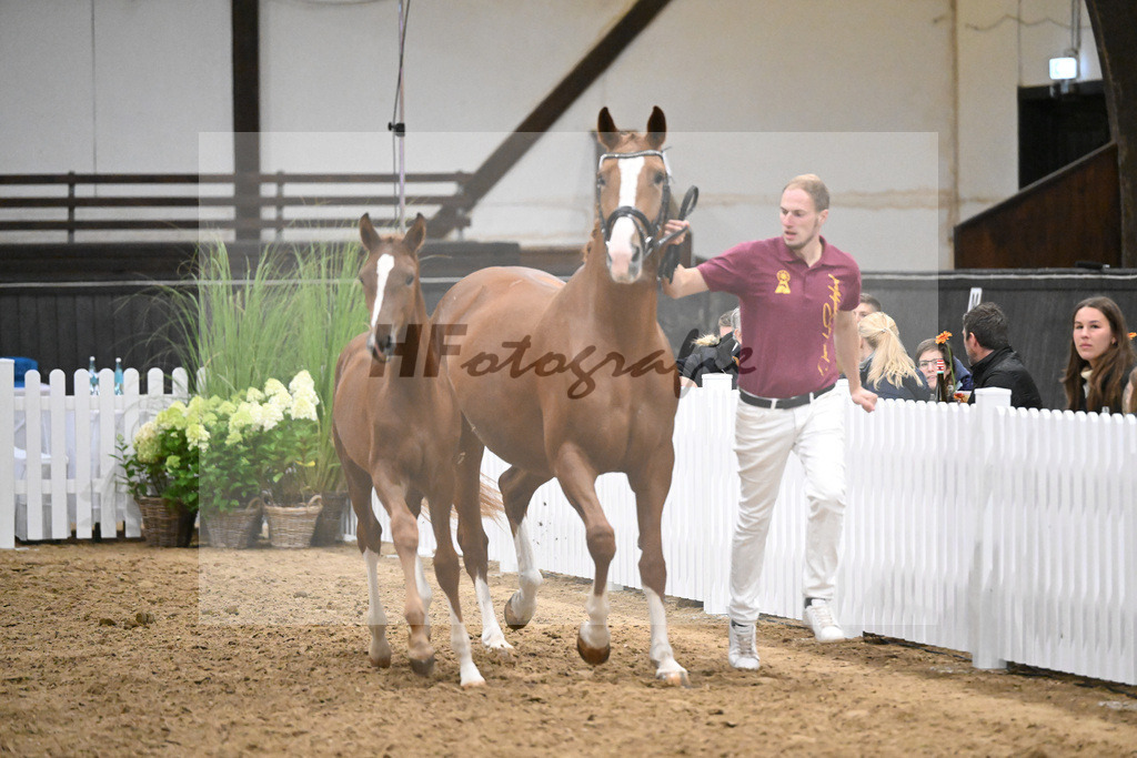 Fohlenauktion Next Chance_49220789 | hf-fotografie - Realisiert mit Pictrs.com