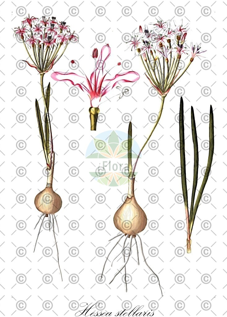 HistAbb_wfo-1000040474_1_ENZY_Simple | Historische Abbildung von Hessea stellaris - Amaryllidaceae | Historical Illustration of Hessea stellaris - Amaryllidaceae