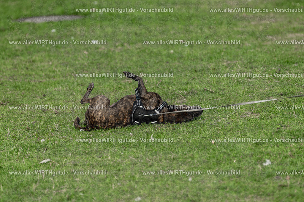 Hundeschwimmen_Volksbad_2026-allesWIRTHgut_Tierfotografie-2609061526-7R501515 | Professionelle Tierfotografie in Mönchengladbach von Daniel Wirth (allesWIRTHgut). Liebevolle & natürliche Bilder von Hunden & Katzen für unvergessliche Erinnerungen.