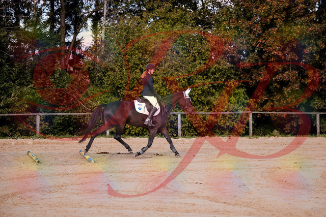 2026_10_03_Siefer-Hof_145847_Z81_40516128 | Professionelle Reitsport-, Turnier- und Eventfotografie von Robert Broda. Galerien mit ausgewählten und bearbeiteten Bildern direkt online ansehen und bestellen.