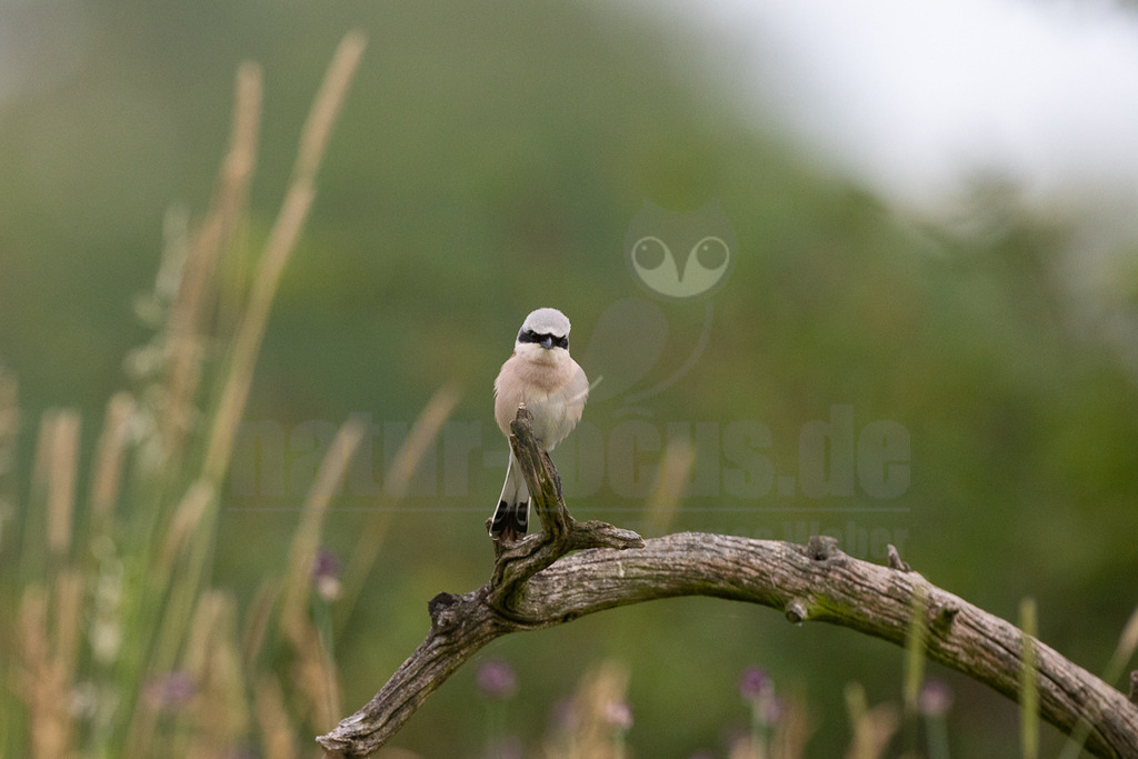 R6NF3480_20240530 | Obwohl der Neuntöter kaum größer ist als ein Spatz, gehören große Libellen, kleine Mäuse und Jungvögel zu seinen Beutetieren. Von einem Aussichtspunkt aus beobachtet er den Boden im nahen Umkreis. Wenn er eine Maus entdeckt hat, stürzt er sich auf sie und tötet sie mit seinem spitzen Schnabel, ähnlich wie ein großer Raubvogel. Insekten fängt der Neuntöter im Flug.  - Realisiert mit Pictrs.com