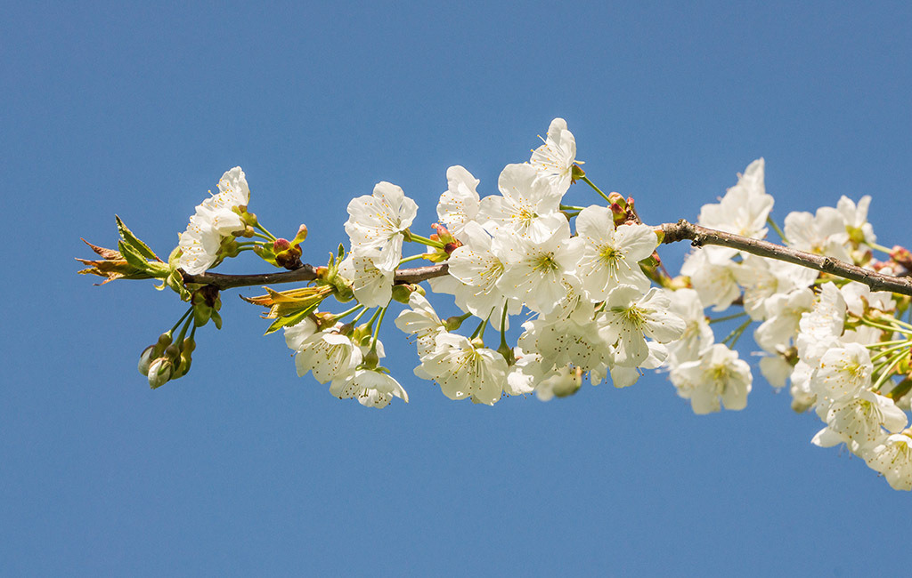 Blühender Ast | im Frühling. - Realisiert mit Pictrs.com