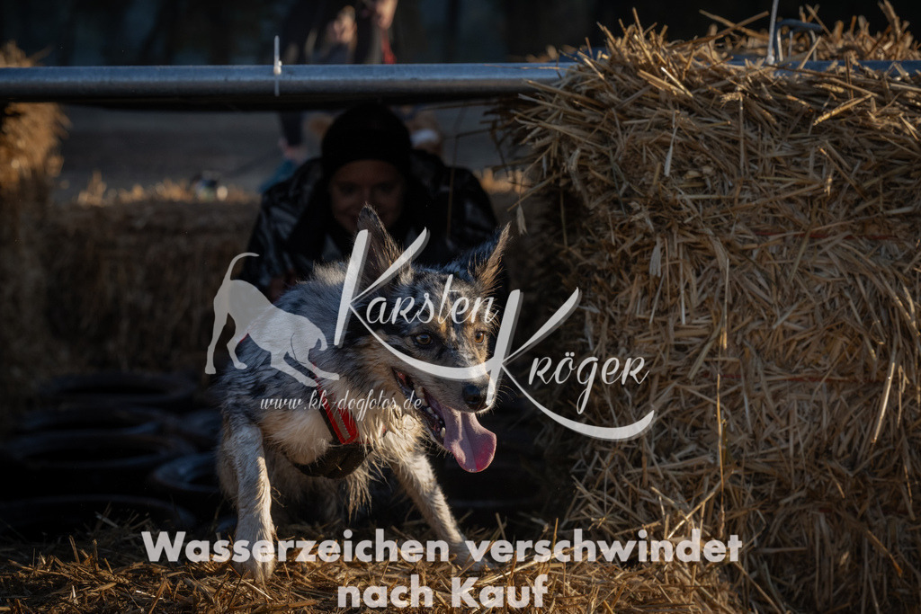 0919_ZZ92340 | kk-dogfotos