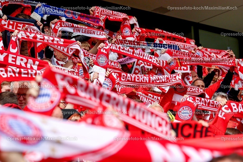 xsscx14052601139 | 2026.05.14, xsscx, Fußball, Finale DFB-Pokal Frauen, VfL Wolfsburg -  FC Bayern München, Saison 2025 2026, Rhein-Energie-Stadion in Köln: Fans mit Schal von Bayern München DFB regulations prohibit any use of photographs as image sequences and or quasi-video. Photo: xSandraxScherningxPressefotoKochx