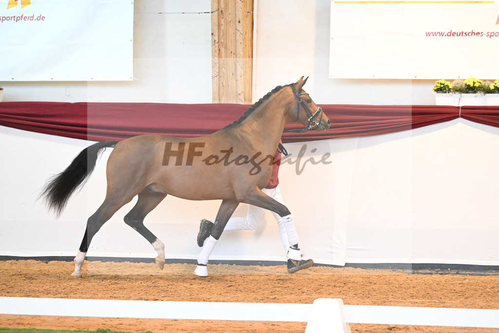 Kat-Nr. 35 v. Imposantos_Dusak_66222075 | hf-fotografie - Realisiert mit Pictrs.com