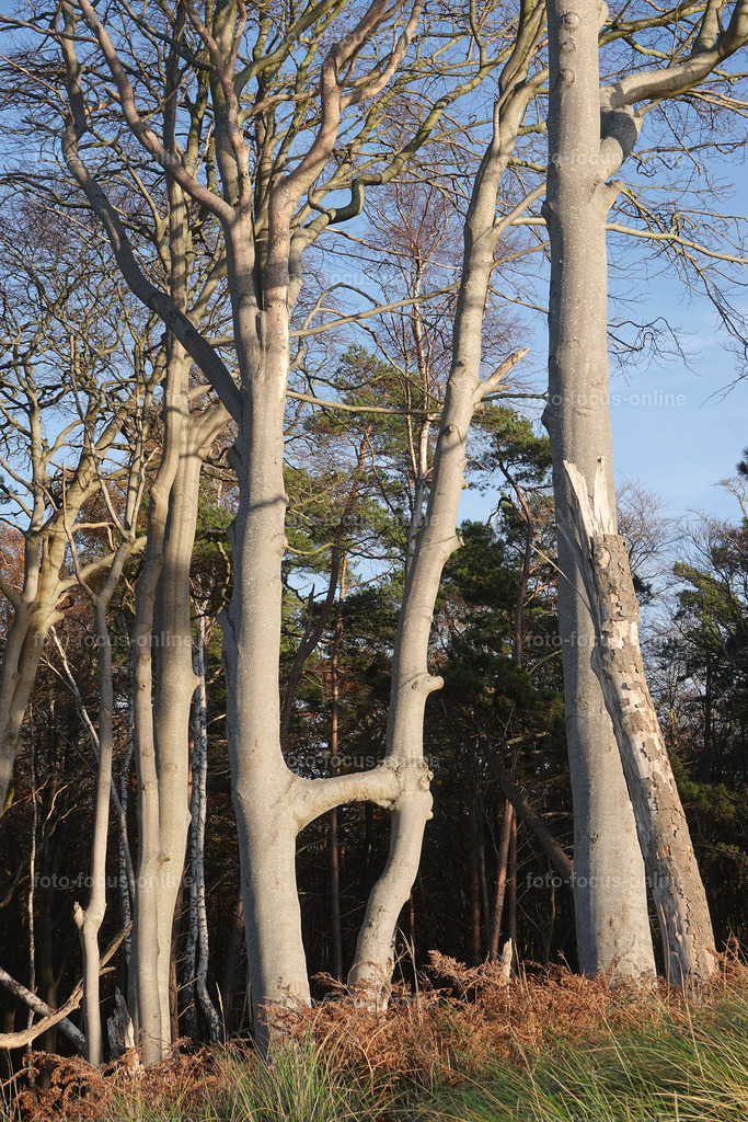 Trees in late autumn | foto-focus-online