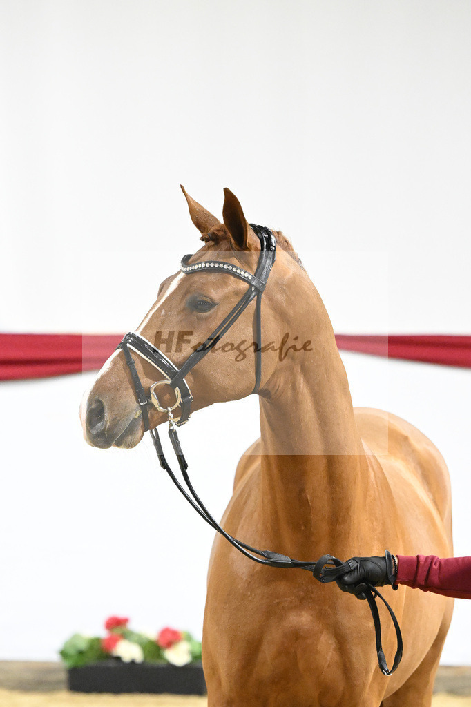 Kat-Nr. 14 v. Escamillo_Rhenania Pferde_63220199 | hf-fotografie - Realizzato con Pictrs.com