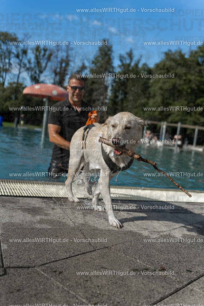 Hundeschwimmen_Volksbad_2026-allesWIRTHgut_Tierfotografie-2609061544-7R501761 | Professionelle Tierfotografie in Mönchengladbach von Daniel Wirth (allesWIRTHgut). Liebevolle & natürliche Bilder von Hunden & Katzen für unvergessliche Erinnerungen.