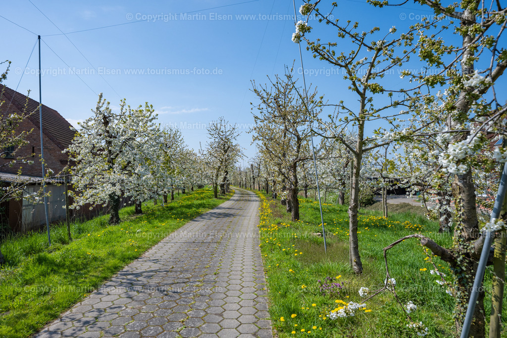 Altes Land Kirschblüte_ELS_9905230423 | Fotos aus den Touristenorten aus Norddeutschland. - Realisiert mit Pictrs.com
