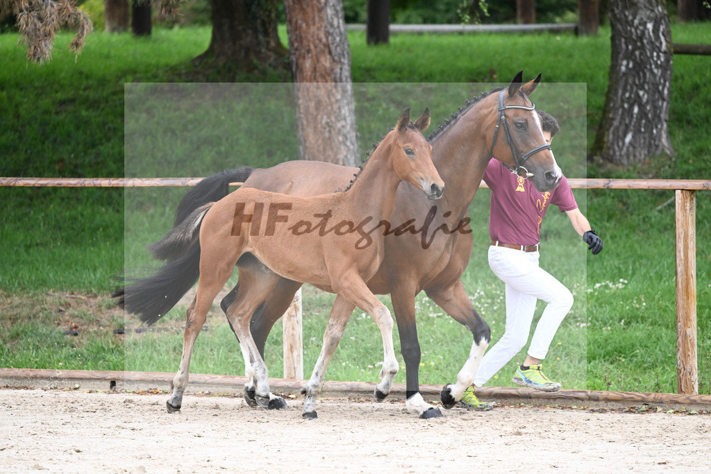 Kat-Nr. 7 SF DSP Va Bene_Hirschberger_25230122 | hf-fotografie - Realizzato con Pictrs.com
