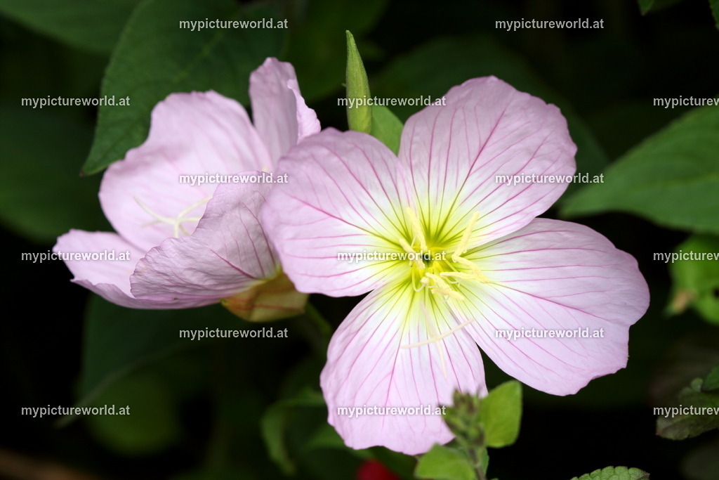 Rosa Nachtkerze-001 | Das Bilderarchiv über Tiere, Planzen und Landschaften. In der Bilddatenbank finden Sie ein große Auswahl an hochwertigen Bilder für Ihre Werbung - Realisiert mit Pictrs.com