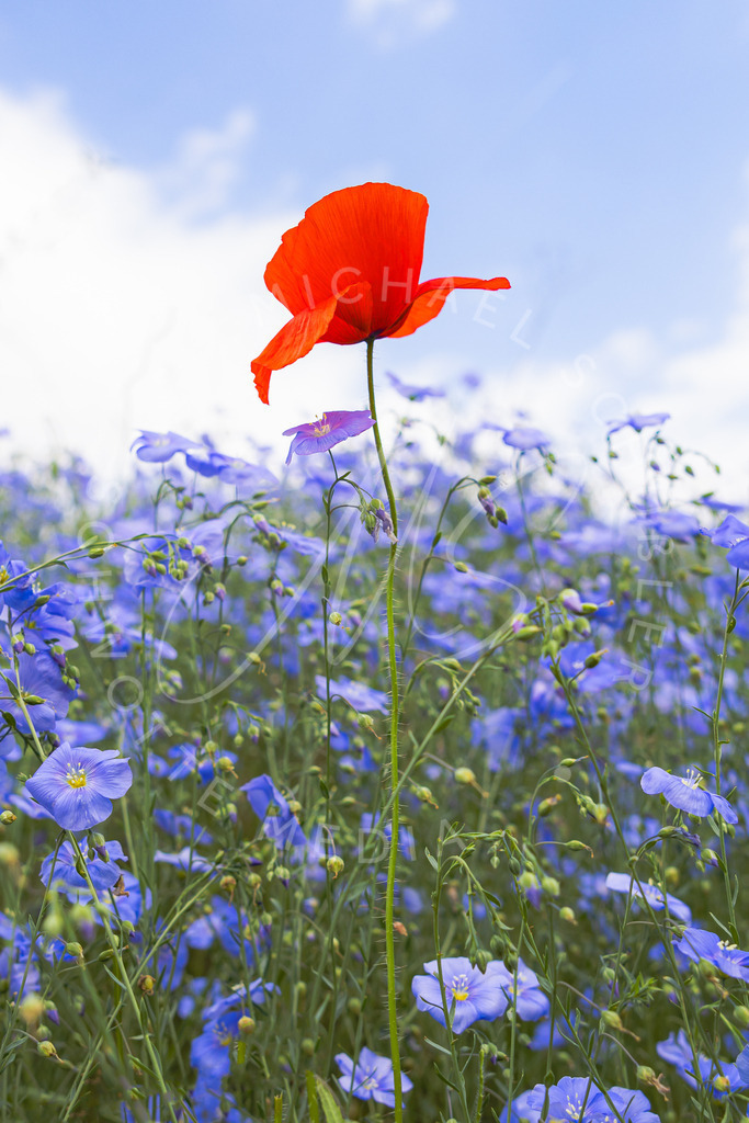 2022-05-13 Pusteblume Mohnblume - 010 | roter Mohn - hochkant - Realisiert mit Pictrs.com