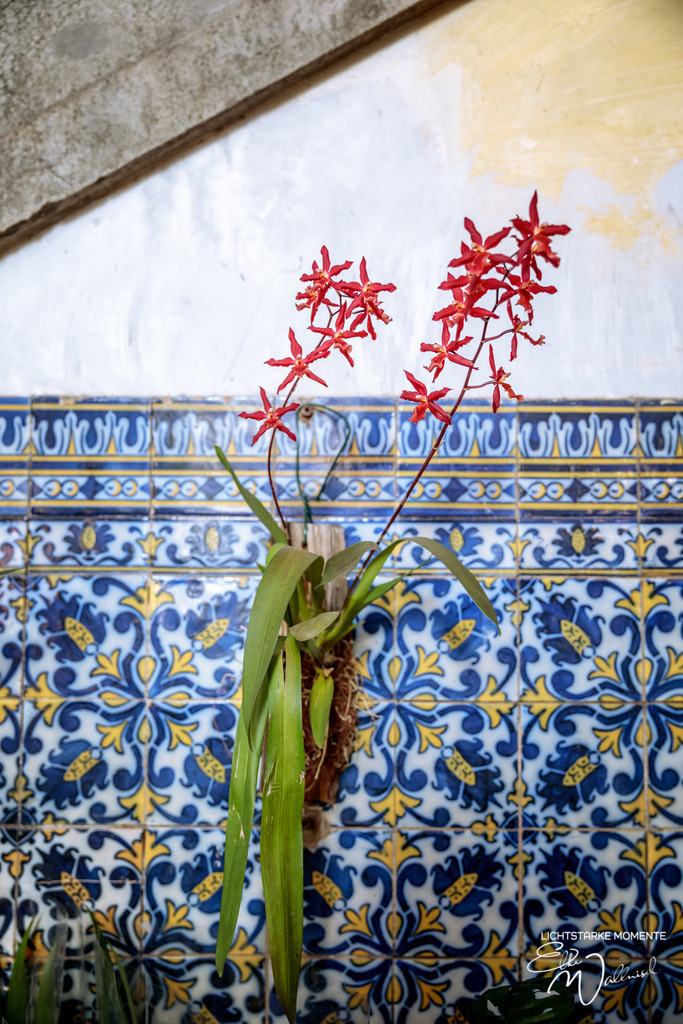 Mercado dos Lavradores; Funchal; Madeira | Herzlich willkommen auf meiner Seite! Ich bin Elke Wallnisch, Deine Fotografin für lichtstarke Momente. Der Name steht für alles, was mich mit der Fotografie verbindet: Das Licht und seine machtvolle Wirkung auf eine Situation oder unsere Stimmung - Realisiert mit Pictrs.com