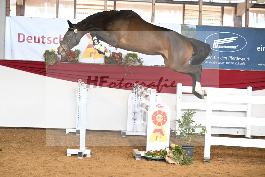 Kat-Nr. 6 Royal Lady v. Casolo_Irl_16250633 | hf-fotografie - Realizzato con Pictrs.com