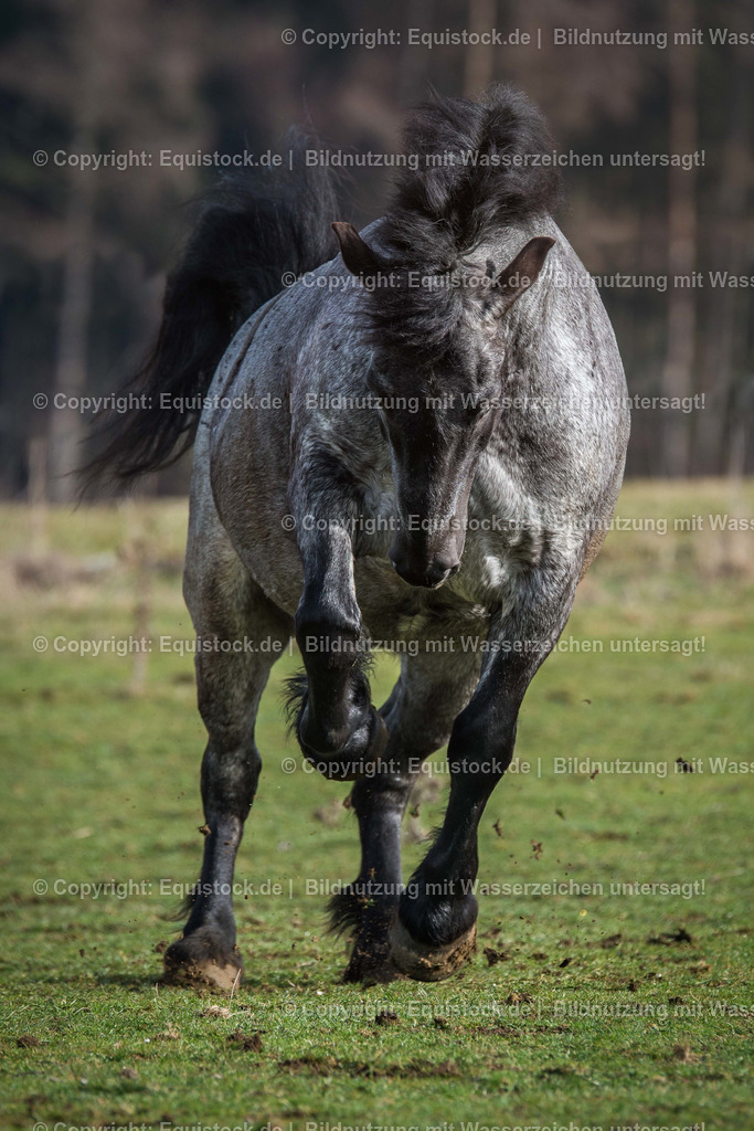 20160206_Ostdeutsches_Kaltblut_0003 | equistock