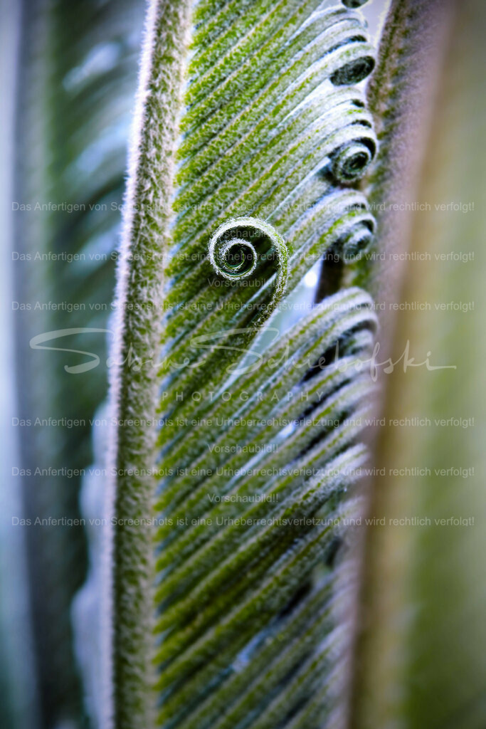 Wandbild Farn Kringel | People- und Tierfotografie, Imageaufnahmen, Veranstaltungsfotografie und Wandbilder aus der Natur ★ Made in Germany ✔️ Druck + Downloads ✔️ Naturfotografie in Top Qualität ★ schneller Versand, weltweite Lieferung! - Realisiert mit Pictrs.com