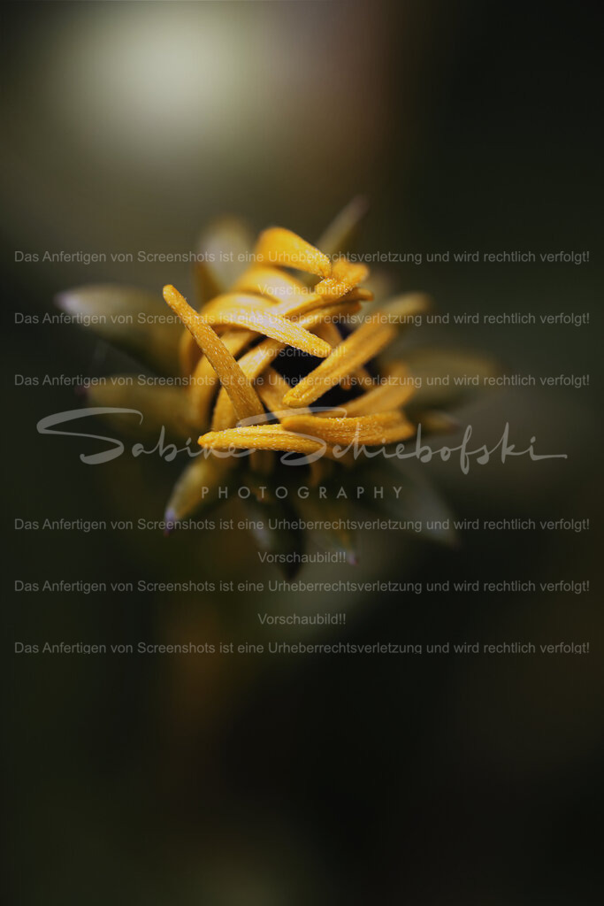 Wandbild "aufblühender Sonnenhut" | People- und Tierfotografie, Imageaufnahmen, Veranstaltungsfotografie und Wandbilder aus der Natur ★ Made in Germany ✔️ Druck + Downloads ✔️ Naturfotografie in Top Qualität ★ schneller Versand, weltweite Lieferung! - Realisiert mit Pictrs.com