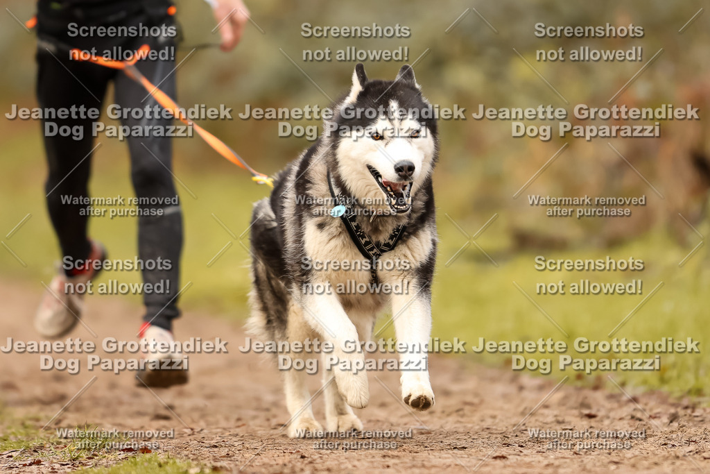 Dog Paparazzi - Speedhunter Mannheim  2025-273 | Dog Paparazzi Jeanette Grottendiek Fotografie & Videografie
