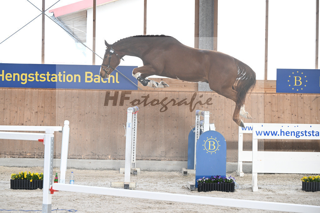 Kat-Nr. 47 Achilleus MZ v. Aganix du Seigneur_Meindl_5250579 | hf-fotografie - Realisiert mit Pictrs.com