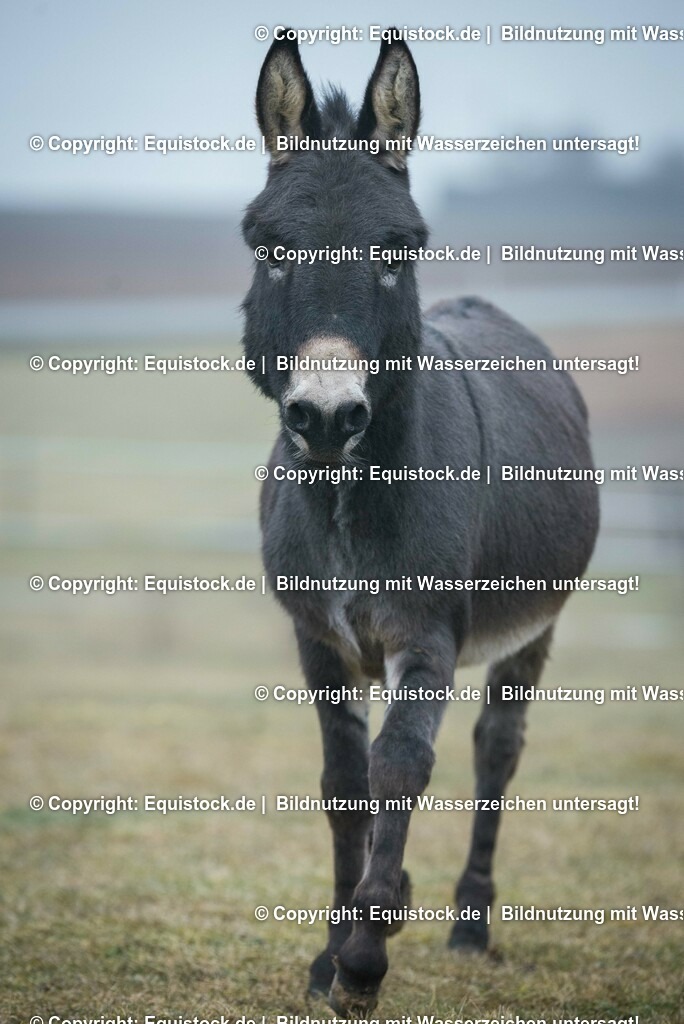 20150217_Esel_0012 | equistock