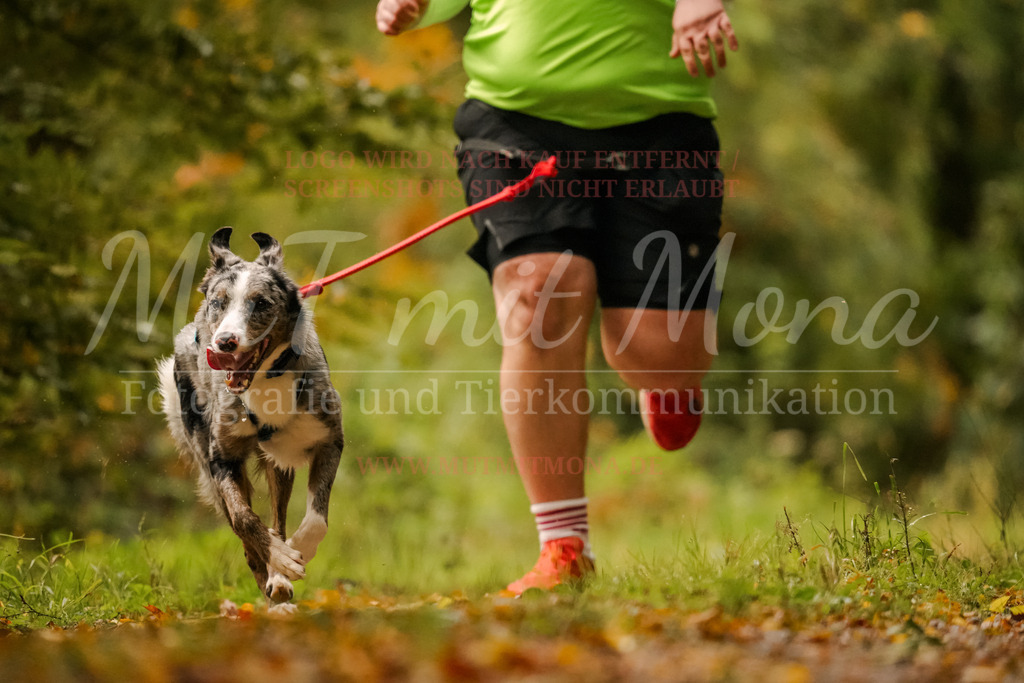 20251005_THS_Turnier-66 | MuT (Mensch und Tier) mit Mona - Fotografie und Tierkommunikation - Realisiert mit Pictrs.com