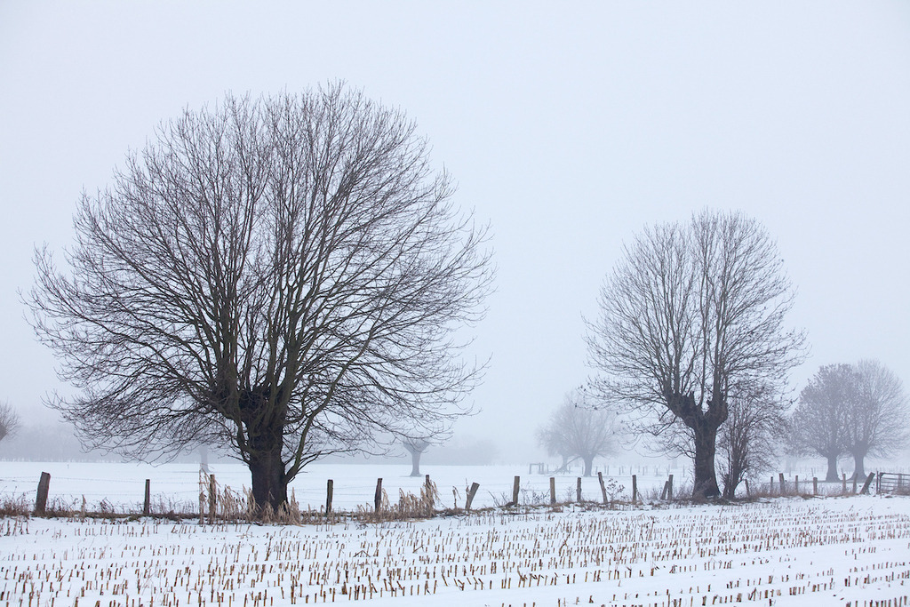 110103-104 | Europa, DEU, Deutschland, Nordrhein Westfalen, NRW, Rheinland, Niederrhein, Voerde, Naturschutzgebiet Momm-Niederung, Winter, Schnee, Baeume, Typische Kopfweiden, Kategorien und Themen, Natur, Umwelt, Landschaft, Jahreszeiten, Stimmungen, Landschaftsfotografie, Landschaften, Landschaftsphoto, Landschaftsphotographie, Naturschutz, Naturschutzgebiete, Landschaftsschutz, Biotop, Biotope, Landschaftsschutzgebiete, Landschaftsschutzgebiet, Oekologie, Oekologisch, Typisch, Landschaftstypisch, Landschaftspflege....[Fuer die Nutzung gelten die jeweils gueltigen Allgemeinen Liefer-und Geschaeftsbedingungen. Nutzung nur gegen Verwendungsmeldung und Nachweis. Download der AGB unter http://www.image-box.com oder werden auf Anfrage zugesendet. Freigabe ist vorher erforderlich. Jede Nutzung des Fotos ist honorarpflichtig gemaess derzeit gueltiger MFM Liste - Kontakt, Uwe Schmid-Fotografie, Duisburg, Tel. (+49).2065.677997, ..archiv@image-box.com, www.image-box.com] - Realisiert mit Pictrs.com