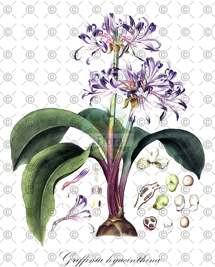 HistAbb_4R4C_1_ENZY_Simple | Historische Abbildung von Griffinia hyacinthina - Amaryllidaceae | Historical Illustration of Griffinia hyacinthina - Amaryllidaceae