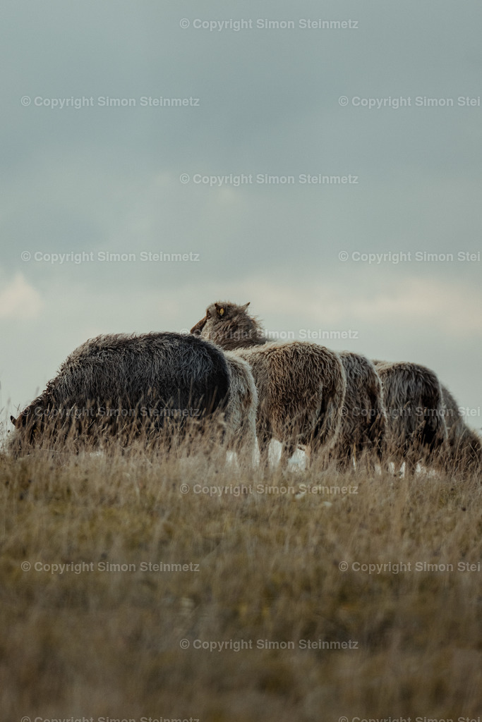 Schafe an der Küste | Die schönsten Landschaftsaufnahmen von Simon Steinmetz aus Oberfranken, den Alpen, den Vogesen, der Nordsee und der Ostsee.
Prints, Leinwände, Postkarten, Kalender, Tassen, Puzzles in hoher Qualität zu günstigen Preisen. 
 - Realisiert mit Pictrs.com