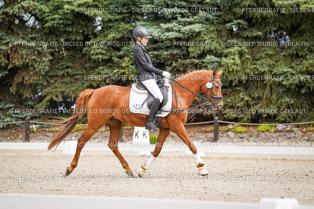 DSC02600 | Pferdegrafie