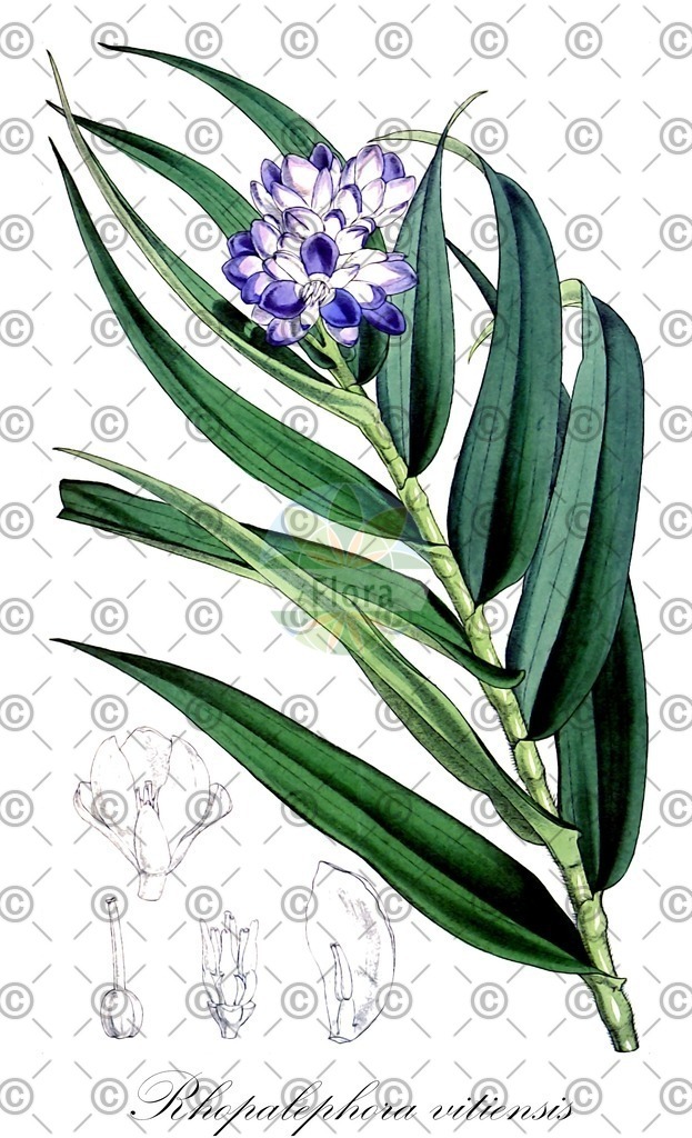 HistAbb_wfo-0001140494_1_ENZY_Simple | Historische Abbildung von Rhopalephora vitiensis - Commelinaceae | Historical Illustration of Rhopalephora vitiensis - Commelinaceae