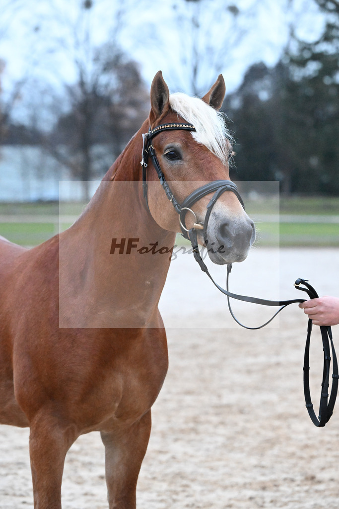 Kat-Nr. 22 Niolando v. Nio_Kirchberger_48252031 | hf-fotografie - Realisiert mit Pictrs.com