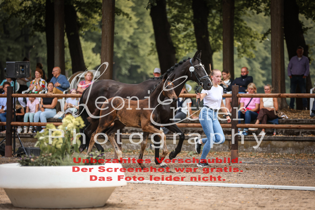 SaFohlen00217 | Leoni Ertmer Photography - Realisiert mit Pictrs.com