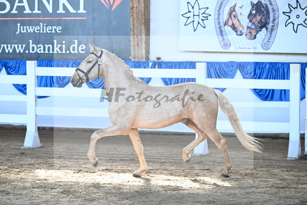 Kat-Nr. 3 Teneree Terrapaz v. Miura de Cais_Landfried_9260081 | hf-fotografie - Realisiert mit Pictrs.com