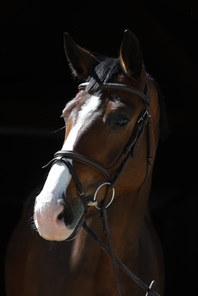 0P6A8703 | Willkommen bei Brunnmayr - Design & Fotografie – Ihrem Spezialisten für Reitturniere und Pferdeveranstaltungen in Oberösterreich, Salzburg und Bayern! Seit über 17 Jahren sind wir leidenschaftlich dabei.