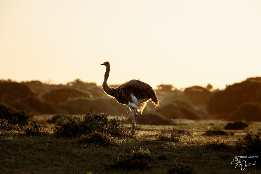 20231001-175925 SOUTHAFRIKA_-1 | Herzlich willkommen auf meiner Seite! Ich bin Elke Wallnisch, Deine Fotografin für lichtstarke Momente. Der Name steht für alles, was mich mit der Fotografie verbindet: Das Licht und seine machtvolle Wirkung auf eine Situation oder unsere Stimmung - Realisiert mit Pictrs.com