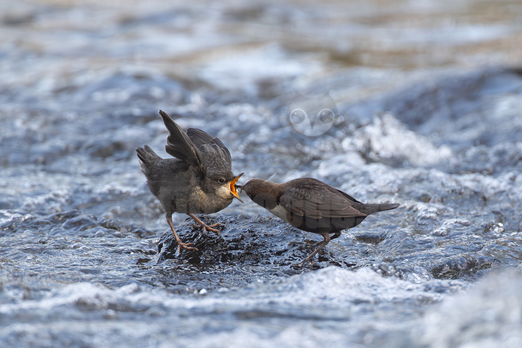 R5M25209_20260420 | Ein Altvogel der Wasseramsel (Cinclus cinclus) füttert einen Jungvogel, der mit weit geöffnetem Schnabel und ausgebreiteten Flügeln auf einem dunklen Felsen im schnell fließenden Wasser eines Flusses steht. Der Altvogel hat braunes Gefieder mit einem weißen Brustfleck, während der Jungvogel ein eher graues, gesprenkeltes Gefieder aufweist. Das Wasser um sie herum ist in verschiedenen Blau- und Weißtönen gehalten und zeigt die Bewegung des Flusses. - Realisiert mit Pictrs.com