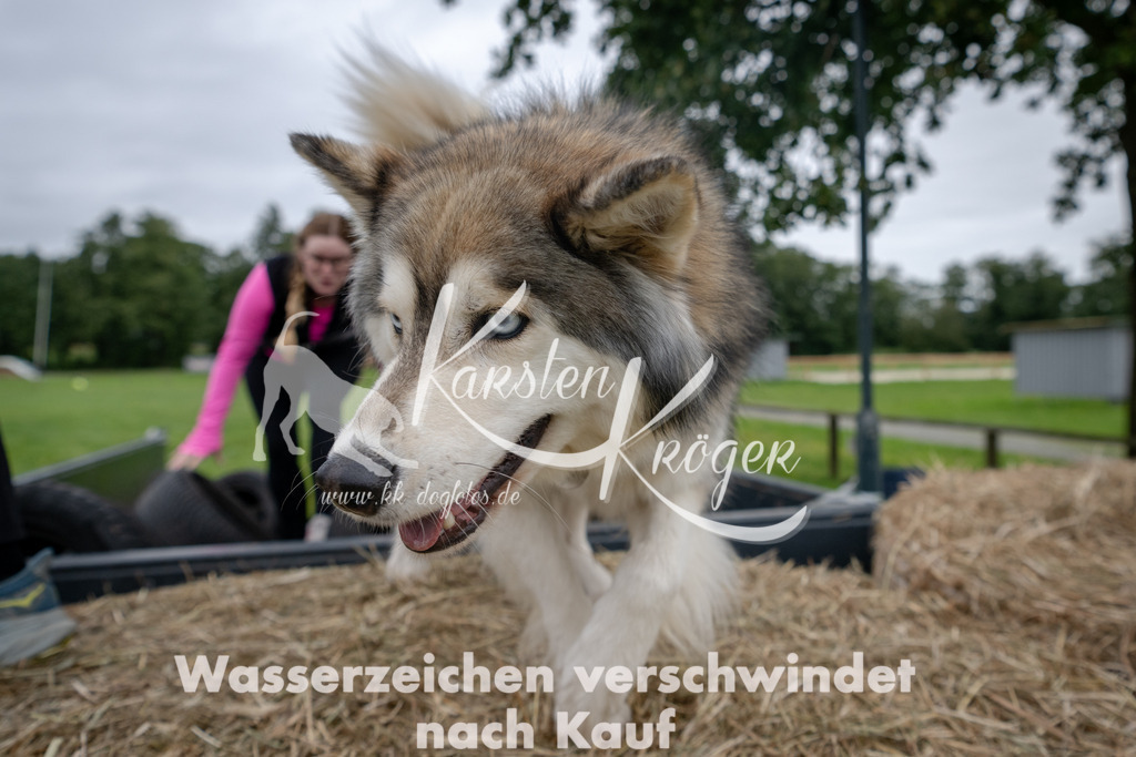 1212_ZZ94907 | kk-dogfotos