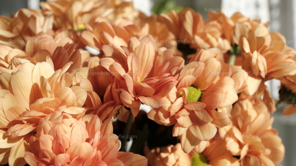 Chrysanthemen | Die Chrysanthemen sind eine Pflanzengattung in der Familie der Korbblütler. Die über 40 Arten sind hauptsächlich in Ostasien verbreitet. Ihre vielen Sorten zählen zu den bedeutendsten Zierpflanzen. Wikipedia - Realisiert mit Pictrs.com