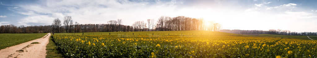 Rapsfelder auf der Alb bei Geislingen | löwenblicke | shop
