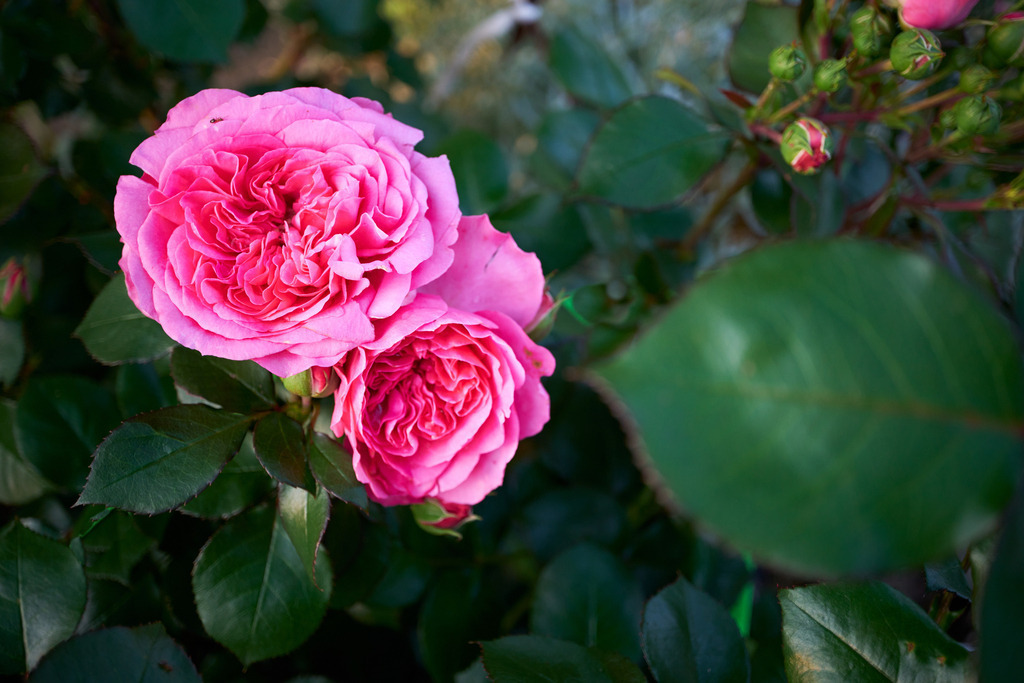 Rosenstock im Garten | Austria - June 09, 2023: Rosenstock im Garten mit rosaroten Blüten. - Realisiert mit Pictrs.com