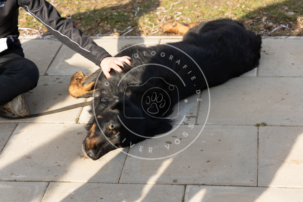 0L8A9093 | Hundefotografie, Tierfotograf, Pfotenfotografie, Fotoshooting Hund, Hunde Portrait, Hundesport, Hundeportraits, Heideshooting, Hunde, Sportfotograf, Hundefotograf, Turnierhundsport, THS,  - Realisiert mit Pictrs.com