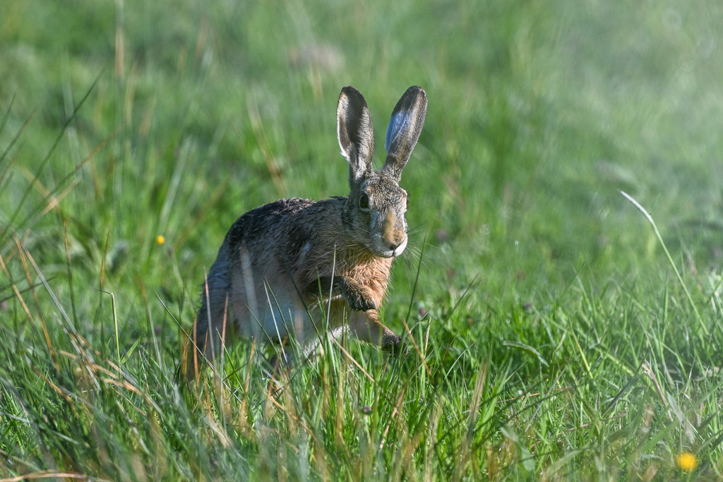DSC_3930 | Ich fotografiere aus Leidenschaft auf meinen Reisen und im Rhein- / Ruhrgebiet , Landschaften, Tiere und Porträts. 

Kaufen Sie die Bilder (u.a. Venedig, Südtirol, Galapagos, Düsseldorf, Indien, Blumen etc.) in einer geschützten Galerie bequem online. - Realisiert mit Pictrs.com