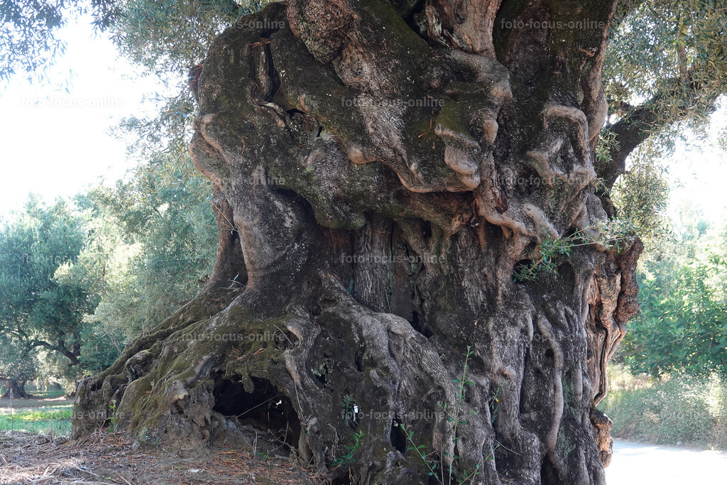 Stories of the Ancient Olive Trees | Ancient Olive Trees
