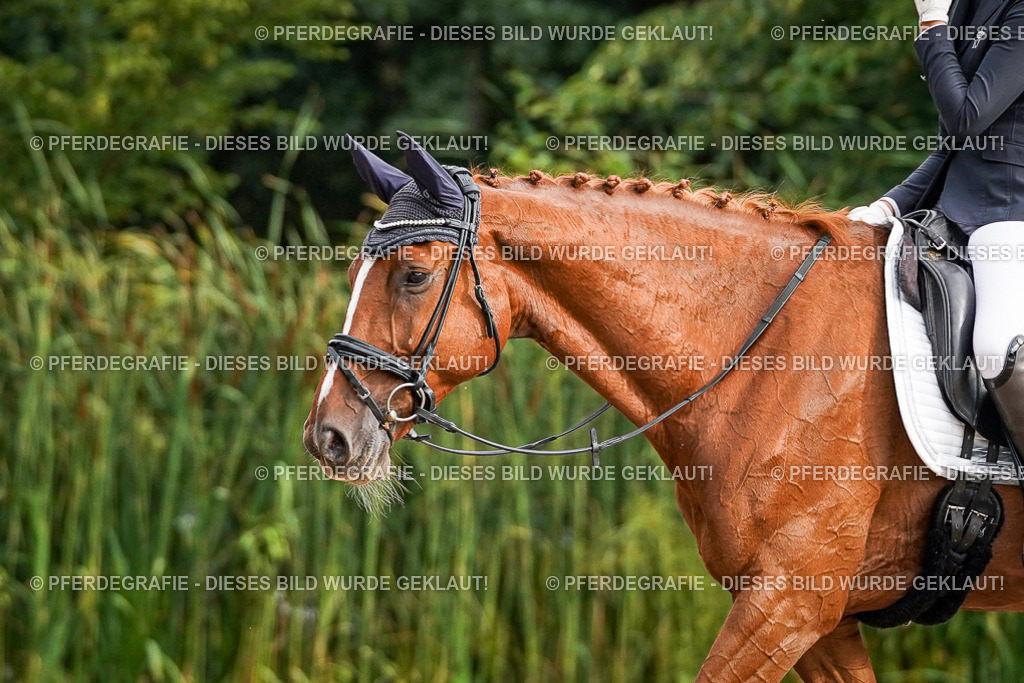 DSC00503 | Pferdegrafie