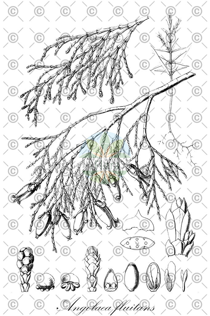 HistAbb_wfo-0000536542_461_ENZY_Simple | Historische Abbildung von Angolaea fluitans - Podostemaceae | Historical Illustration of Angolaea fluitans - Podostemaceae