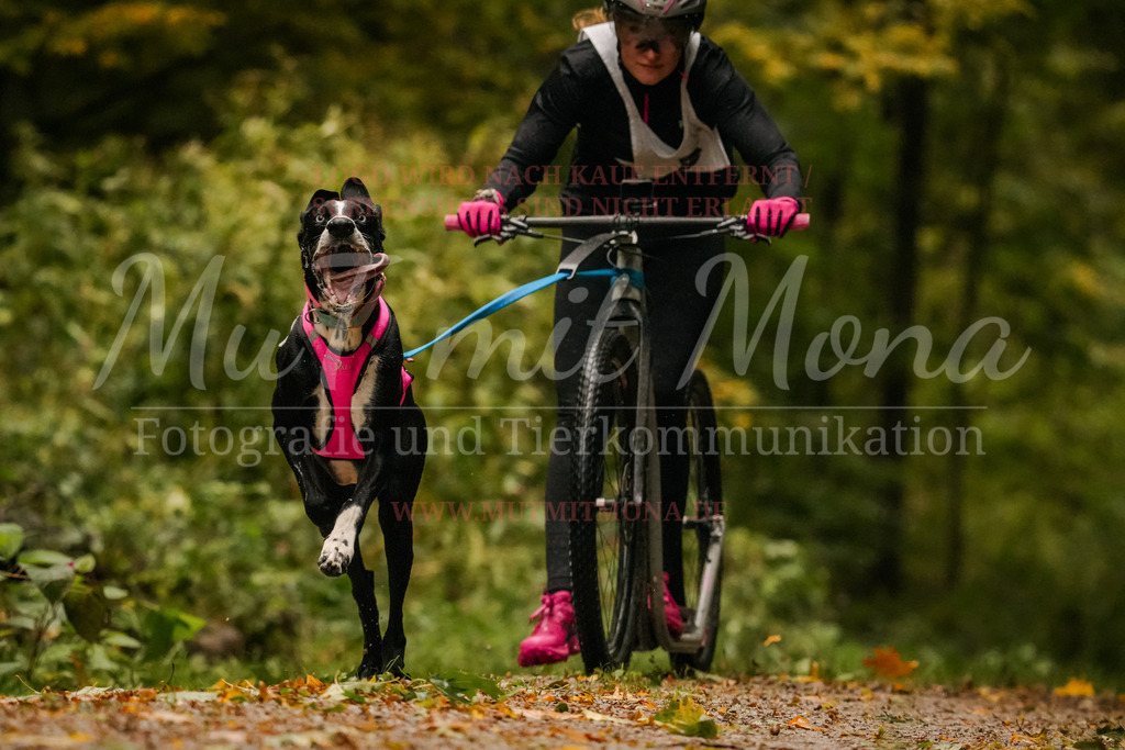 20251005_THS_Turnier-84 | MuT (Mensch und Tier) mit Mona - Fotografie und Tierkommunikation - Realisiert mit Pictrs.com