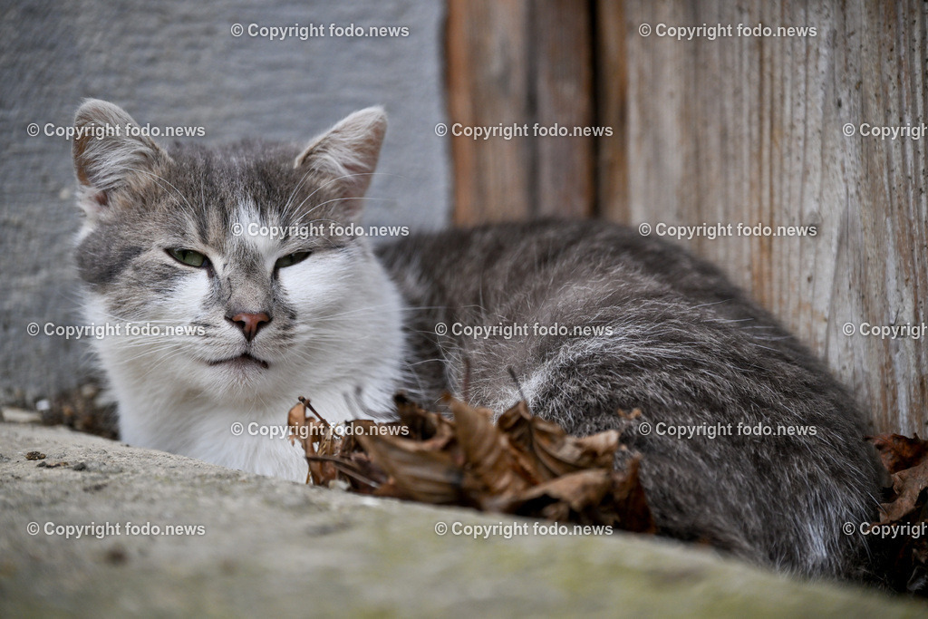 Katze_ 12.02.2024-3 | 12.02.2024, Linz, AUT, Haustier, Katzen, im Bild Haustier, Katze, Katzen, Kater, Stubentiger